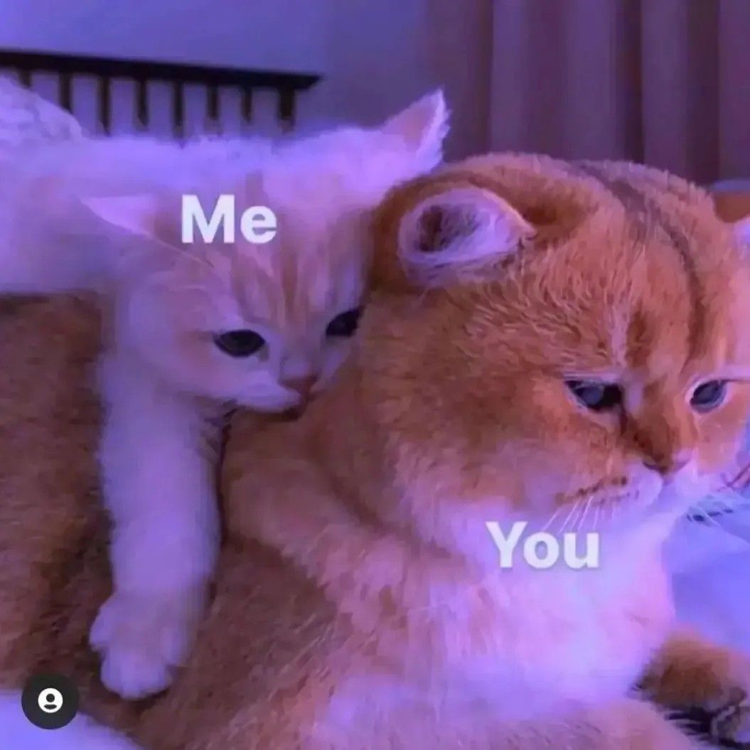 Funny Cat Wallpaper, Cute Cartoon Wallpapers, Cute Cats Photos, Cat - Gratsi Kat: Sexy Pics of the Playful and Fun Influencer