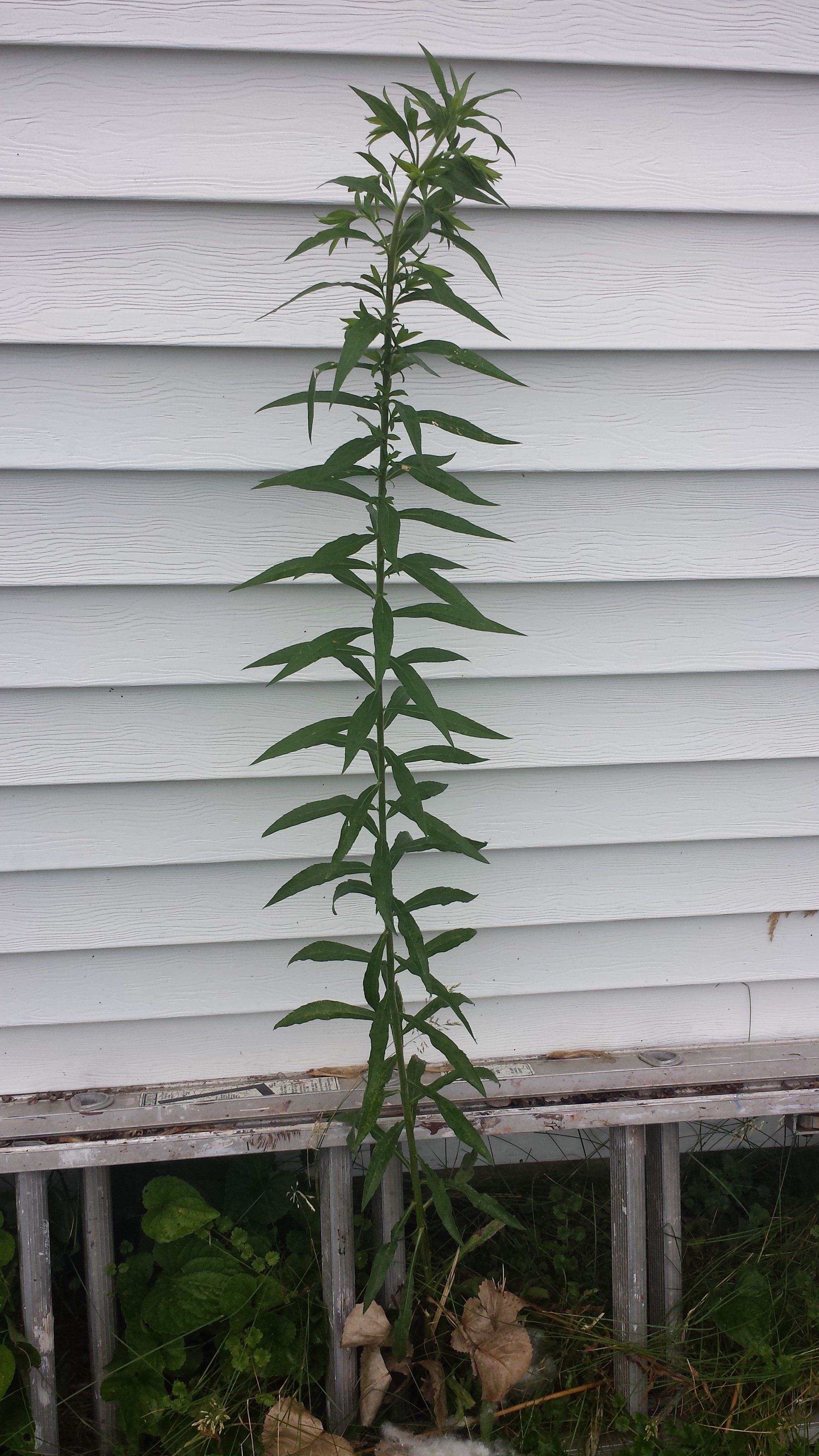 Weeds | just shy of pretty - How Tall Is T.I.? Rap Legend’s Real Height Uncovered